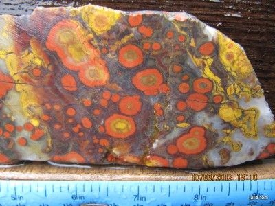 Museum Quality Morgan Hill Poppy Jasper Slab 5 75 x 2 3 x 7 8mm