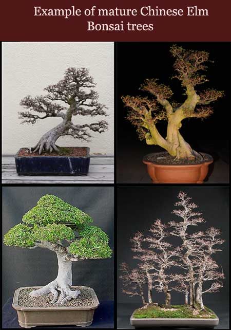 Three Chinese Elm Trees Bonsai Starters 2 yr Olds Nice