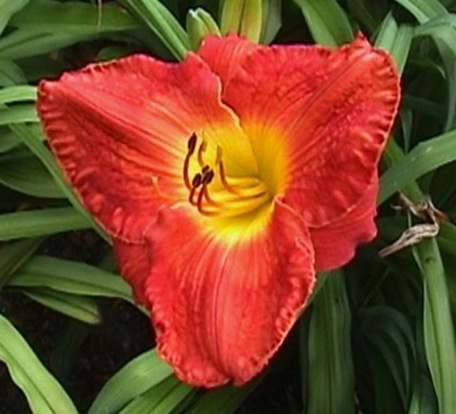 MARSH FIRE   DF   L2D   Joiner, A 2004   DAYLILY