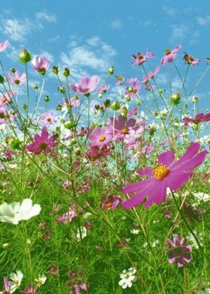 Flower Meadow Wall Mural