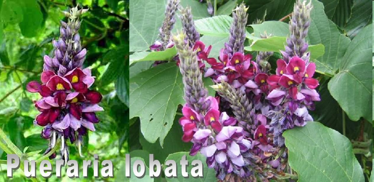 lobata ** Kudzu Wein ** frosthart bis ca.  10°C ** 15 Samen