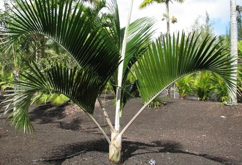 Dypsis sp. White Petiole, wunderschöne weiße Palme, Rarität