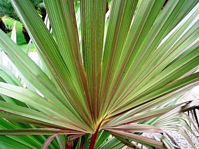 Livistona mariae   rote Schirmpalme, schöne rote Palme