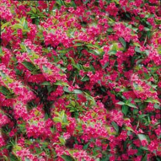 Weigelie Bristol Ruby, Weigela, Zierbäume, Zierstrauch im Topf 60