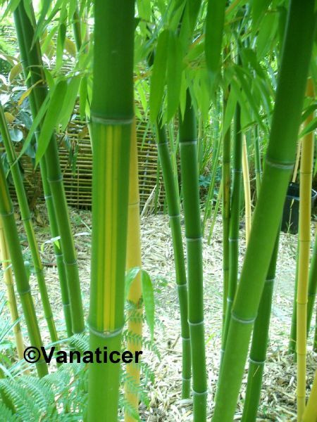 Der Phyllostachys vivax Huangwenzhu (so sein lateinischer Name) wird