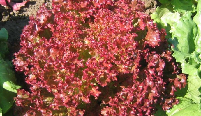 Lollo Rosso Pflücksalat, frischwürziger Geschmack #275