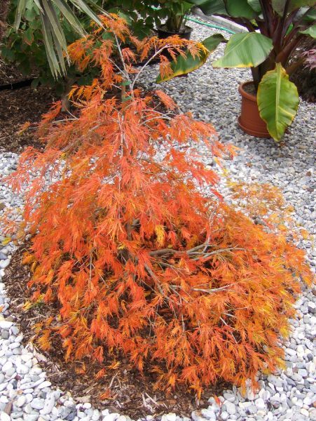 Acer palmatum Dissectum grüner Schlitzahorn 60 70cm