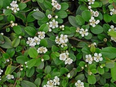 Cotoneaster dammeri var. radicans   Kriechmispel