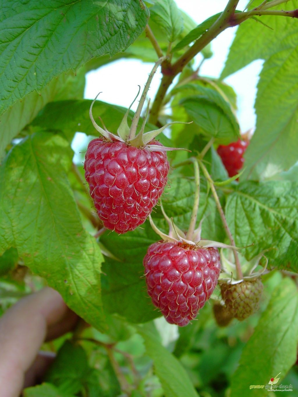 Tayberry   Kreuzung zwischen Himbeere und Brombeere, Pflanze, im 2