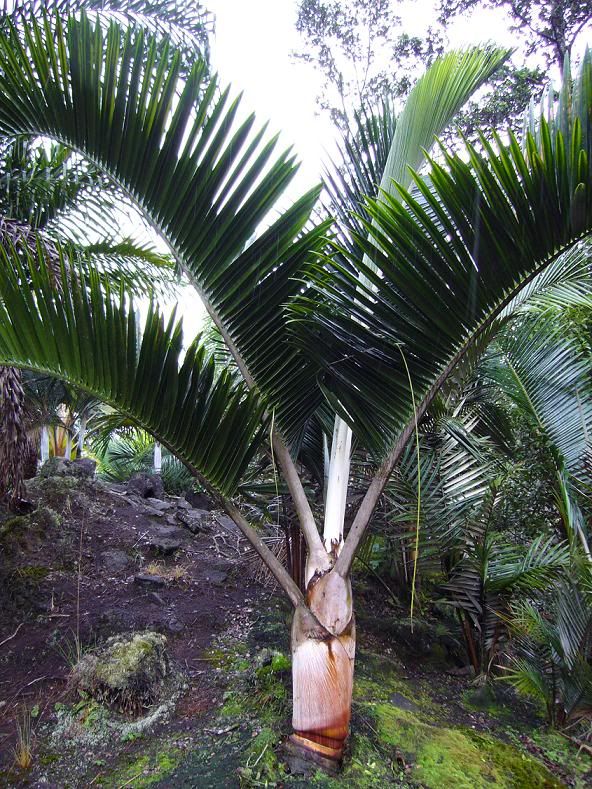 Dypsis sp. White Petiole, wunderschöne weiße Palme, Rarität