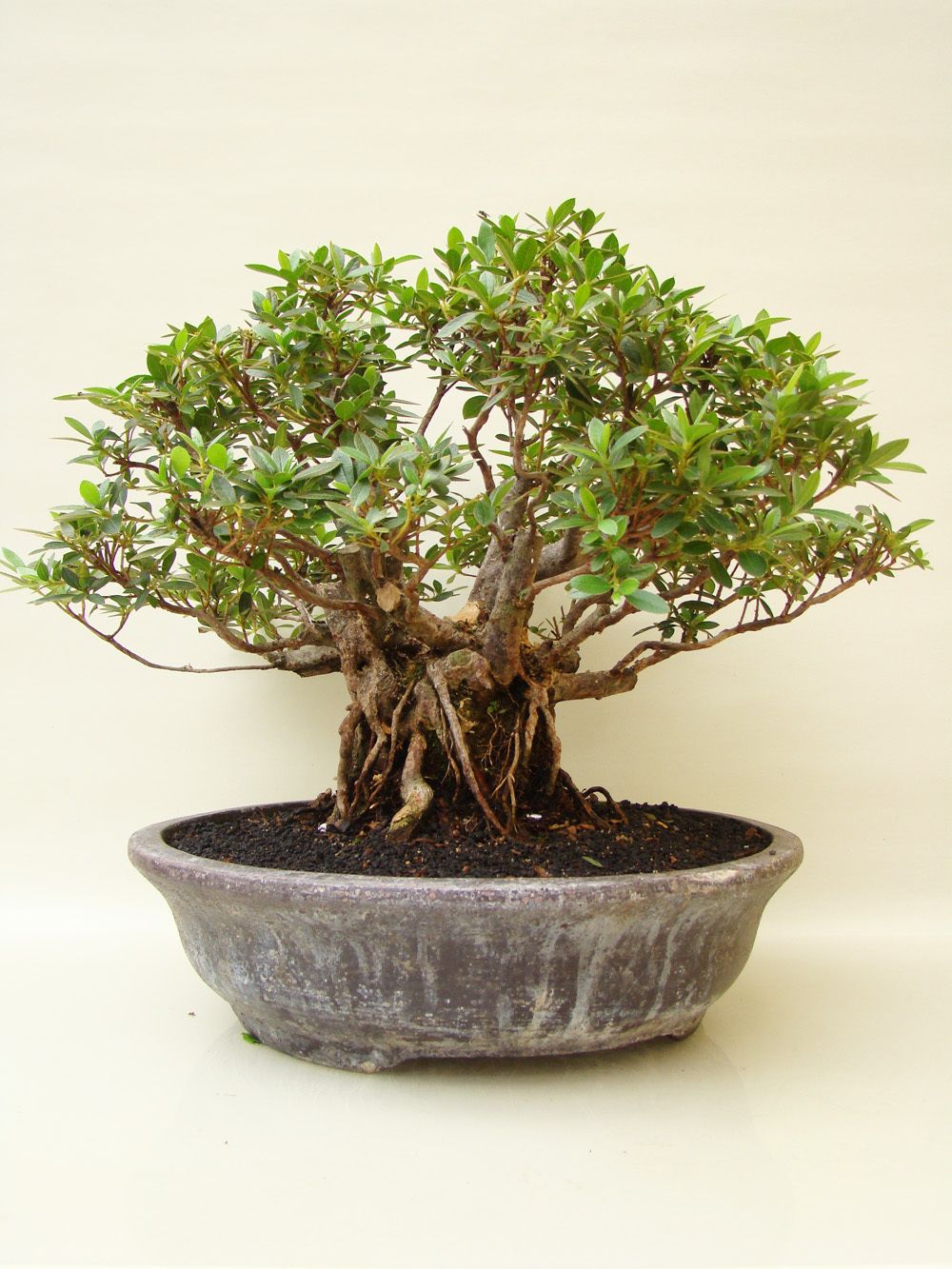 Bonsai Yamadori Azalee, ca. 20 Jahre, ca. 40 cm hoch